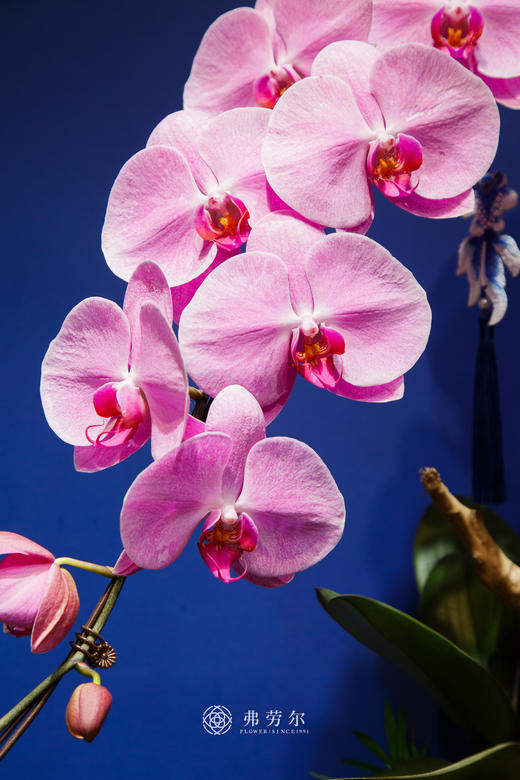 龙兰盆栽 商品图1