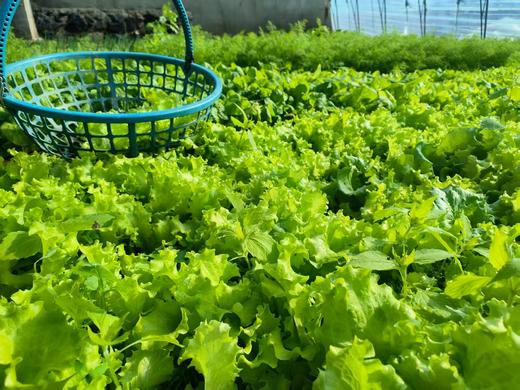 鸿翠园 有机绿叶生菜 商品图3