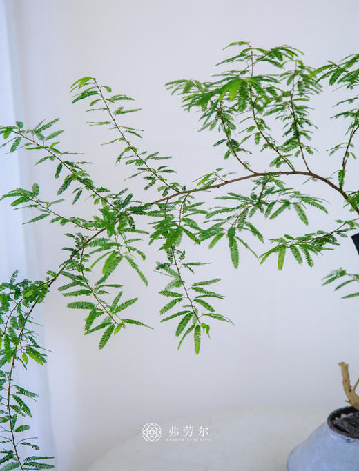 粉合欢 商品图1