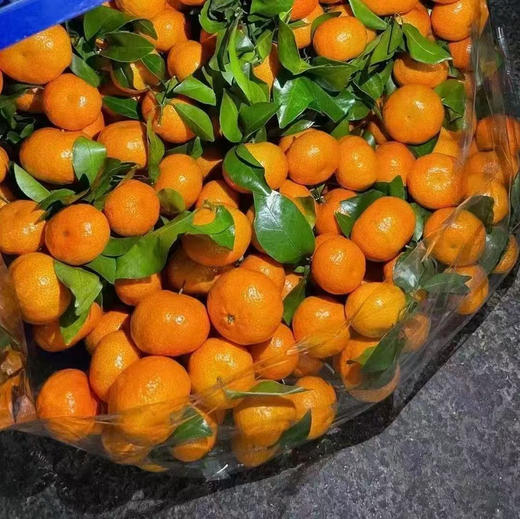 砂糖橘8斤 商品图2