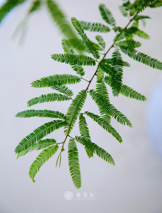 粉合欢 商品图2