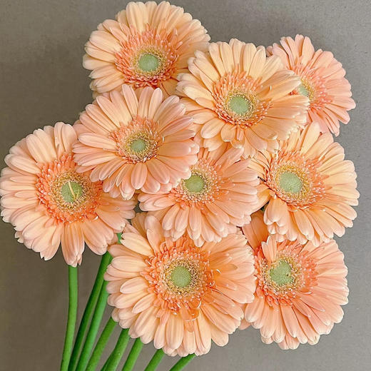 弗朗菊｜小人鱼｜10支 商品图2