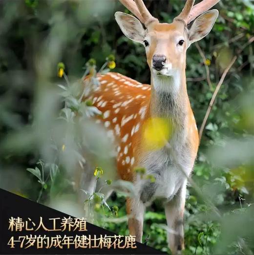 鹤年堂全鹿膏 男性尚品滋补膏方 真材实料养殖梅花鹿 即食膏滋（新老包装交替发货） 商品图4