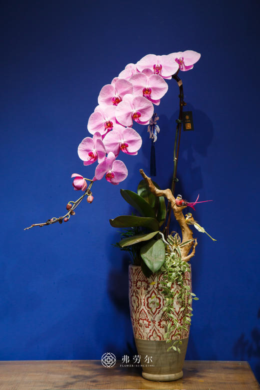 龙兰盆栽 商品图0