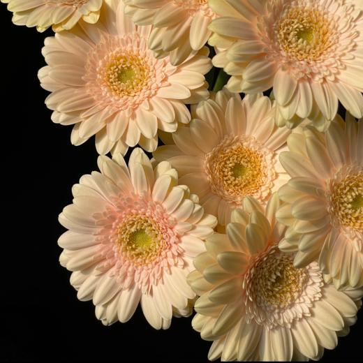 弗朗菊丨圣托里尼丨10支 商品图0