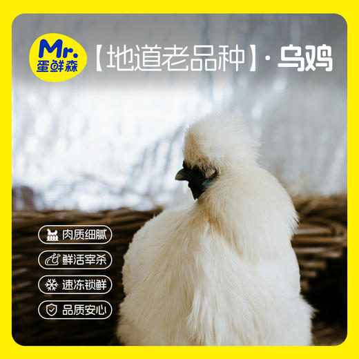 乌鸡 3只【地道老品种】 蛋鲜森 肉质细腻 鲜活宰杀 谷饲喂养 商品图1