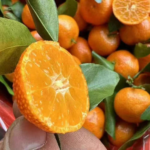 砂糖橘8斤 商品图1