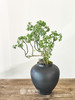细叶福禄桐 商品缩略图0
