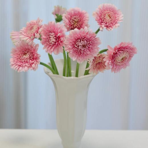 弗朗菊丨蕾丝泡泡丨10支 商品图2