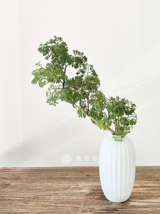 福禄桐 商品图0