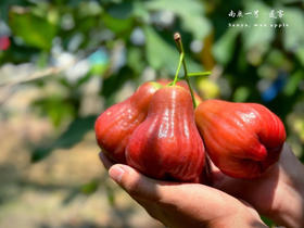 ‼️‼️端午节福利【海南莲雾】3斤装中果，顺丰陆运，新鲜