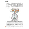 神经系统 北大医学临床医学专业新时代器官系统整合课程教材系列 樊东升 王韵编 供本科临床医学及相关专业用 北京大学医学出版社 商品缩略图4