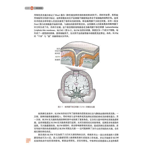 神经系统 北大医学临床医学专业新时代器官系统整合课程教材系列 樊东升 王韵编 供本科临床医学及相关专业用 北京大学医学出版社 商品图4