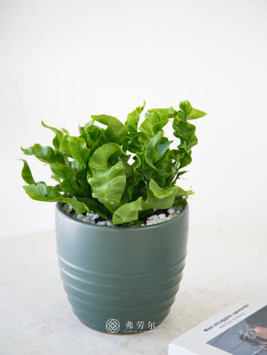 火焰鸟巢蕨 商品图0