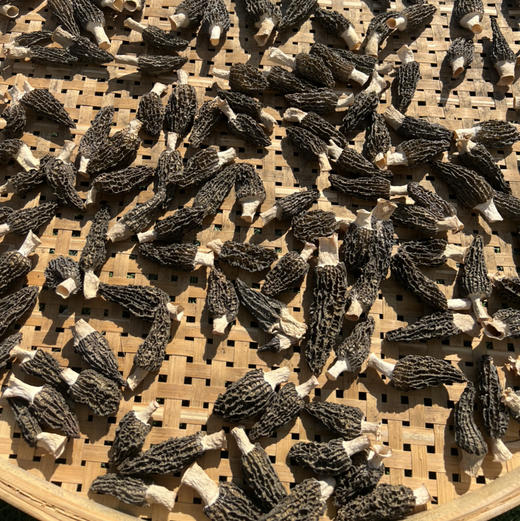 【羊肚菌干品】仿野生种植羊肚菌新货 头茬精品肉厚 无添加 25年头茬新货 商品图7