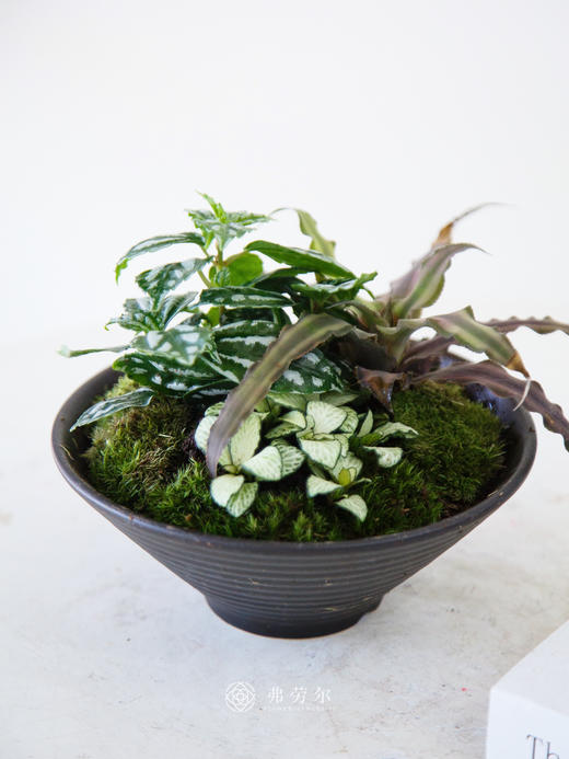 苔藓组合盆栽 商品图1