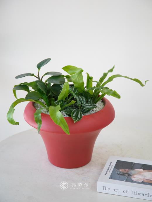 红盆组合盆栽 商品图0