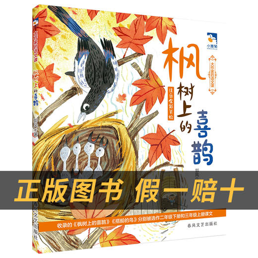 枫树上的喜鹊小雏菊丛书郭风著春风文艺出版社注音版 商品图1