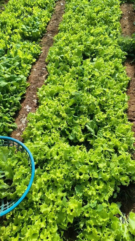 鸿翠园 有机绿叶生菜 商品图1