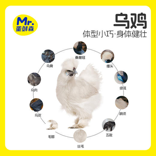 乌鸡 3只【地道老品种】 蛋鲜森 肉质细腻 鲜活宰杀 谷饲喂养 商品图2