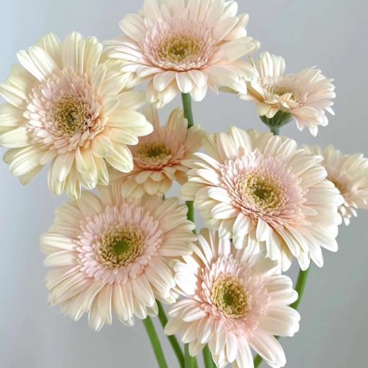 弗朗菊丨圣托里尼丨10支 商品图2