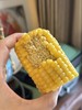 宝藏玉米（黑玉米/黄糯玉米/白糯玉米）内蒙赤峰黄金玉米产业带 稀有沙土地种植 软糯香！o添加 非转基因 3小时鲜制 商品缩略图3