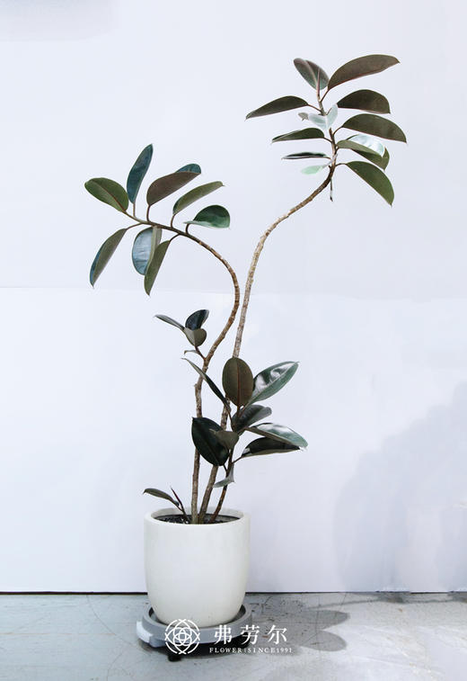 造型黑金刚 商品图0