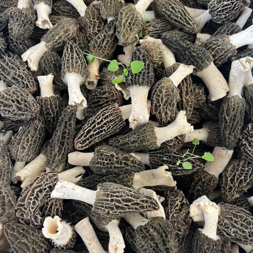 【羊肚菌干品】仿野生种植羊肚菌新货 头茬精品肉厚 无添加 25年头茬新货 商品图8
