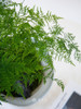 文竹盆栽 商品缩略图1