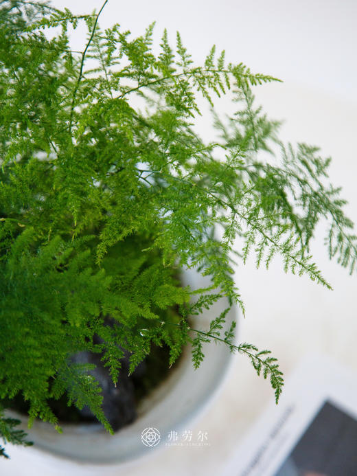 文竹盆栽 商品图1