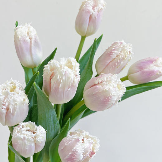 郁金香｜丽贝卡｜10支 商品图1