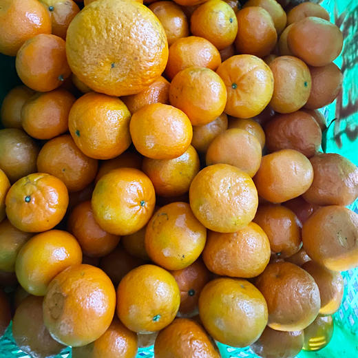 高山金桔 5kg 商品图0