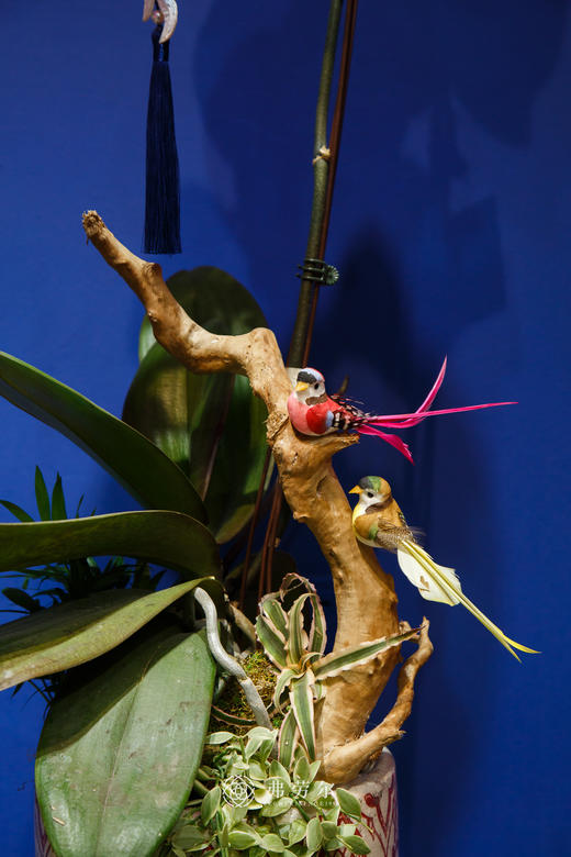 龙兰盆栽 商品图2