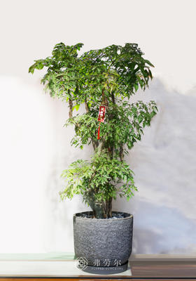 老桩细叶福禄桐