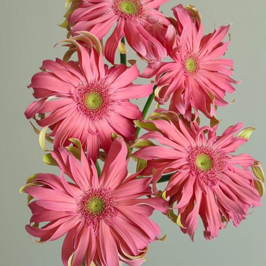 弗朗菊丨北海道丨10支 商品图1