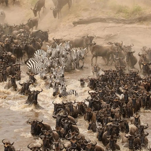 东非 | 全景肯尼亚·10天9晚 商品图6