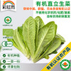 全国满额包邮  有机蔬菜 直立罗马生菜250g欧盟认证彩虹雨农场 商品缩略图0