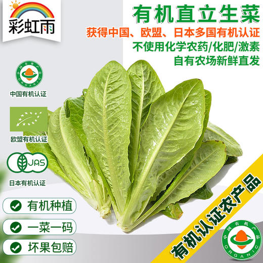 全国满额包邮  有机蔬菜 直立罗马生菜250g欧盟认证彩虹雨农场 商品图0