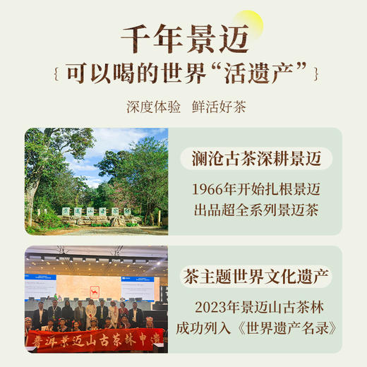 澜沧古茶2024年双绿古树熟茶散茶罐装100g 商品图4