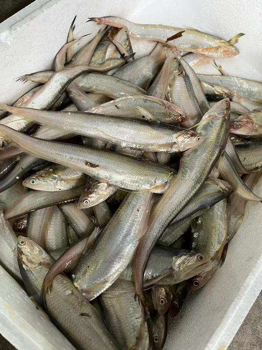 刀鱼馄饨馅（纯鱼肉） 商品图1