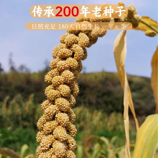 【买4份送杂粮煎饼】【2025年秋季新米】【谦益】香畴 压塌楼小米2斤 老品种 自然农法种植  山西太行山区传统品种  色泽自然 孕妇月子粥 米油浓厚 商品图3