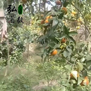 【弘毅六不用生态农场】六不用沃柑 与草共舞模式 9斤/份 商品图2