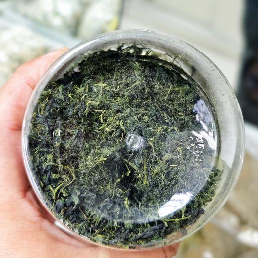 高山种植绞股蓝 商品图1