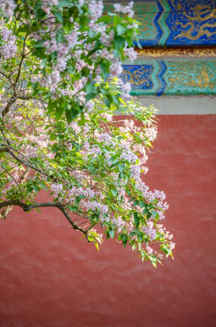 4月21日筑梦中国~北京站（皇城飞花）5天研学摄影 商品图8