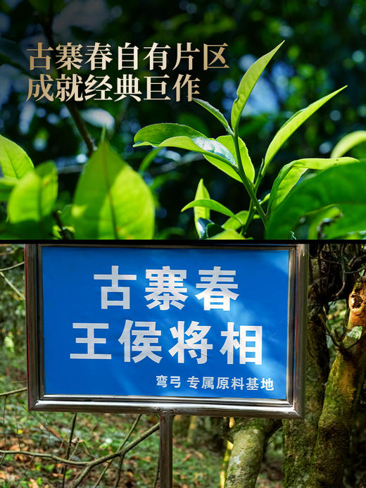 第二代升级版【王侯将相—左丞相：韩信】2024年易武茶区鼎级高奢品，约8900一芽一叶成就一片茶饼 全网限量50套出售，357克/饼，一套内含6饼， 拍5套发6套 商品图1