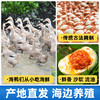 【北部湾海鸭蛋】红树林烤海鸭蛋正宗红心流油腌制咸鸭蛋美味方便 商品缩略图4
