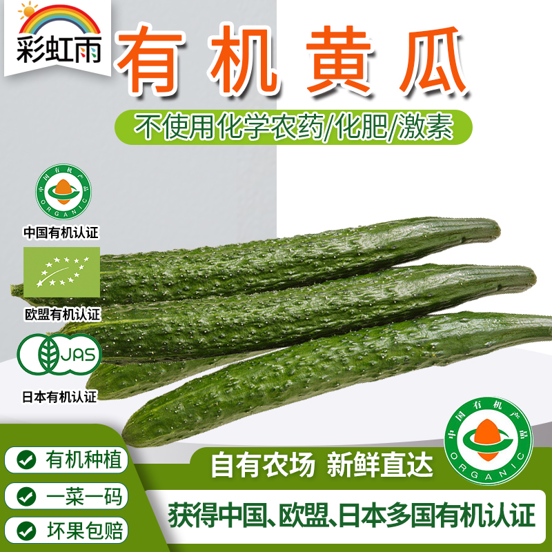 彩虹雨  新鲜 有机蔬菜黄瓜500g 欧盟认证全国发货满额包邮