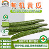 彩虹雨  新鲜 有机蔬菜黄瓜500g 欧盟认证全国发货满额包邮 商品缩略图0