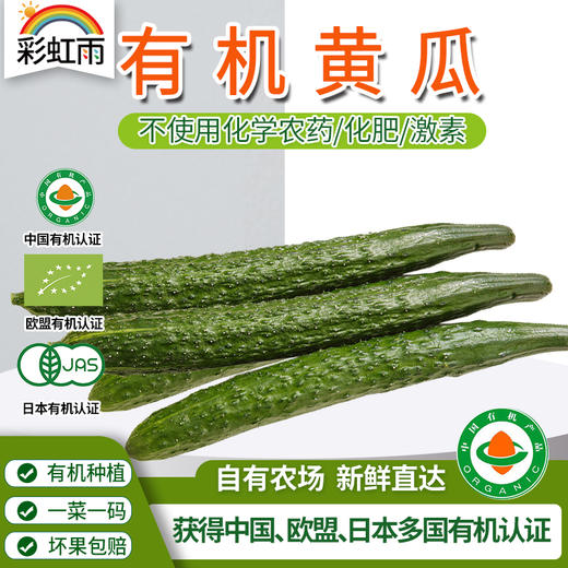 彩虹雨  新鲜 有机蔬菜黄瓜500g 欧盟认证全国发货满额包邮 商品图0