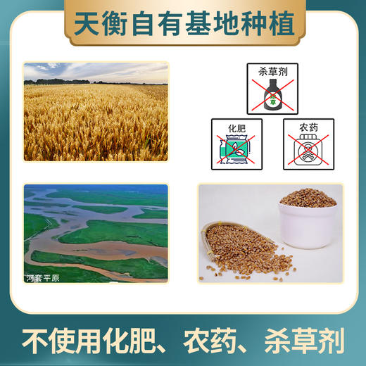 绿色公社旱地小麦面粉 内蒙古河套种植 麦香浓郁 1kg 商品图3